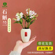 植造江嵐香水石斛蘭年宵花客廳辦公室內桌面迷你可愛(ài)網(wǎng)紅蘭花盆栽好養濃香 白花石斛蘭+小喜盆+底座