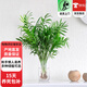 歐芽  袖珍椰子水培綠植物富貴鳳尾竹觀(guān)葉盆栽客廳辦公室內桌面 高60-70厘米10-12棵袖珍椰子