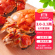 【活蟹】乾澄大閘蟹現貨 全母蟹3.0-3.3兩 6只 特大鮮活螃蟹海鮮河蟹禮盒裝源頭直發(fā)