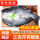 往牧叉尾鮰魚(yú) 免處理 青江魚(yú) 烤魚(yú)精品  腌制半成品 冷凍生鮮 江團魚(yú) 【特大2條】?jì)糁?.2-2.6斤/條