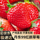 京地達丹東99草莓大草莓單果45g+凈重2.8斤紅顏草莓水果源頭直發(fā)包郵