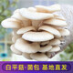 菇婆婆平菇蘑菇菌包菌棒盆栽食用菌種家庭陽(yáng)臺(tái)學(xué)校幼兒園采新鮮蘑菇 白平菇-標(biāo)準(zhǔn)款實(shí)發(fā)4袋 袋裝