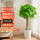 佳賀（JIAHE）大型植物發(fā)財樹(shù)各種大顆盆栽開(kāi)業(yè)喬遷客廳辦公室內好養大型花卉 獨桿發(fā)財樹(shù)1.2-1.4m圓形皓月白