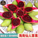 傾睦海南仙人掌果 野生紅心仙桃可食用果實(shí)大果稀奇古怪新鮮熱帶水果 仙人掌果 1斤精選裝【15-20個(gè)/斤】