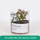 綠蔭巷子多肉植物類(lèi)綠植盆栽肉肉辦公室內仙人掌球桌面帶盆好養活小盆景 【雅樂(lè )之舞】高透玻璃杯土砂+hello貓頭鷹