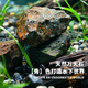 藏山遠景國產(chǎn)萬(wàn)天石造景石隨時(shí)南美缸魚(yú)缸造景大塊溪流缸龜缸蝦缸草缸擺件 5-10厘米/5斤裝（精品A級萬(wàn)天石）