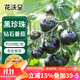 花沃里黑珍珠約100粒 西紅柿種子黑鉆石蔬菜種子紅珍珠陽(yáng)臺庭院田間種植