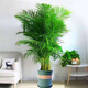 萌肉居中型袖珍椰子花卉植物多頭招財綠植散尾葵椰子60-70cm高含加侖盆