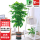 歐芽幸福樹(shù)大型盆栽 大樹(shù)樁小樹(shù)苗綠植物室內客廳 80-90cm幸福樹(shù)(加侖盆) 含盆