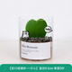 綠蔭巷子多肉植物類(lèi)綠植盆栽肉肉辦公室內仙人掌球桌面帶盆好養活小盆景 【一片心】高透玻璃杯土砂+hello貓頭鷹