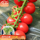 壽禾 圣女果種子小西紅柿小番茄大全溫室大棚秋冬四季種菜蔬菜壽光菜 千禧果種子20粒+秧6棵