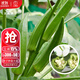 大禹水果秋葵種子苗大苗種苗帶土秧苗秋冬季蔬菜苗陽(yáng)臺盆栽蔬菜種籽 卡里巴黃秋葵種子 10g原裝