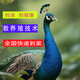 【順豐包郵】孔雀活體幼苗觀(guān)賞孔雀幼崽好養活大型孔雀一對公母 十個(gè)月孔雀公 1