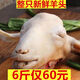 整只帶皮羊頭新鮮帶皮冷凍羊頭羊頭整個(gè)新鮮批發(fā)羊頭肉羊臉肉 6斤新鮮整只羊頭精選