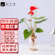 九千谷紅掌水培植物盆栽室內(nèi)綠植花卉四季好養(yǎng)含玻璃瓶竹托源頭直發(fā)