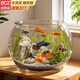 貝初眾魚(yú)缸小型魚(yú)缸圓形塑料缸仿玻璃一體生態(tài)桌面缸家用客廳金魚(yú)斗魚(yú)缸 輕巧高透魚(yú)缸32*26*27.5cm【巨無(wú)霸】 高透pet仿玻璃材質(zhì) 裸缸 打不破 摔不碎 久用不糊