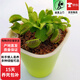 捕蠅草豬籠草植物食蠅草趣味室內盆栽z6 巨夾捕蟲(chóng)夾約1.5厘米 吸水盆 含盆