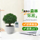 京云夢(mèng)霧凇放青松綠植好養活四季桌面室內圣誕節盆栽白北歐源頭直發(fā)