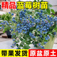 呆果丁藍莓樹(shù)果苗特大號庭院果樹(shù)南方北方種植盆栽地栽當年結果藍莓樹(shù)苗 [品種備注]小苗一顆20-30cm
