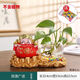 LZJV創(chuàng  )意財神綠蘿水培花瓶透明玻璃器皿魚(yú)缸桌面客廳辦公室擺件裝飾品 財源廣進(jìn)+底座+花瓶/贈彩石 中號