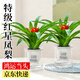 愛(ài)優(yōu)尚鴻運當頭火炬鳳梨盆栽小紅星帶花帶花苞室內懶人好養綠植源頭直發(fā)
