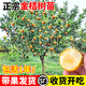 綠達脆皮金桔樹(shù)苗帶果發(fā)貨盆栽純甜蜜糖金桔苗可食用橘子樹(shù)苗室內四季 脆皮金桔3年苗(1棵裝 當年結果 )
