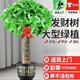 歐芽  大型植物發(fā)財樹(shù)各種大顆盆栽開(kāi)業(yè)喬遷客廳辦公室內好養大型綠植 單桿發(fā)財樹(shù)1.1-1.2米黑福盆 含盆