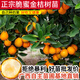 花月農業(yè)第三代脆蜜金桔樹(shù)苗嫁接苗廣西融安新品種南北方種植盆地栽種植木 三代脆蜜金桔1棵【泥球苗】