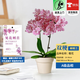 歐芽  蝴蝶蘭盆栽帶花劍蘭花大苗客廳室內植物耐寒花卉好養活 雙梗帶花【櫻花+樹(shù)脂盆】