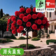 聽(tīng)雪樓樹(shù)樁月季特大花多季開(kāi)花樹(shù)狀玫瑰棒棒糖月季花老樁花苗大苗 國月紅色【大花濃香】1.3-1.5公分粗