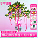 花點(diǎn)時(shí)間四季桂花樹辦公室花卉盆栽室內(nèi)綠植客廳盆景植物中秋教師節(jié)送禮物 【桂花多旺事】爆花款-5年壯苗