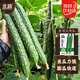 北蔬 大黃瓜種子種苗綠肉密刺青瓜早熟蔬菜種籽 密刺大黃瓜種子100粒