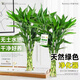 佳賀（JIAHE）富貴竹水培植物客廳招發(fā)財竹子節節高綠蘿綠植盆栽花卉植物室內花 富貴竹55-65cm 5支裝