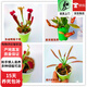 捕蠅草豬籠草植物食蠅草趣味室內盆栽z6 四苗套餐--優(yōu)選大苗 含盆