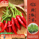 壽禾 蔬菜苗活苗帶土發(fā)貨大全菜苗種苗秋冬各種秧苗山東壽光苗子陽(yáng)臺 簇生紅小米朝天椒苗 6棵