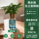 水培發(fā)財樹(shù)盆栽客廳招財室內綠植植物辦公室甲醛凈化空氣桌面好養 【1盆】三桿水培發(fā)財樹(shù)藍色條紋塑料盆送營(yíng)養液