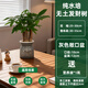 水培發(fā)財樹(shù)盆栽客廳招財室內綠植植物辦公室甲醛凈化空氣桌面好養 【1盆】三桿水培發(fā)財樹(shù)灰色敞口塑料盆送營(yíng)養液