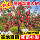 樂(lè )途特大蘋(píng)果樹(shù)果苗紅富士四季種植樹(shù)苗 蘋(píng)果樹(shù)【5公分粗】源頭直發(fā)