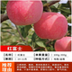 樂(lè )途特大蘋(píng)果樹(shù)果苗紅富士四季種植樹(shù)苗 紅富士【3公分粗】源頭直發(fā)
