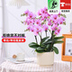 歐芽蝴蝶蘭盆栽帶花苞客廳辦公室桌面四季好養花卉綠植開(kāi)業(yè) 仙女粉色系蝴蝶蘭【6花劍 帶花苞】+陶瓷花盆