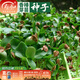 壽禾 芽菜種子蘿卜四季秋冬季四季無(wú)土水培蔬菜豌豆芽 香椿芽苗菜種子30g（較難種植）
