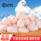 OEING鴿子蛋新鮮大個(gè)高品質(zhì)白鴿子蛋土鴿蛋農家散養 甄選20枚新鮮鴿子蛋