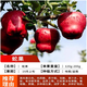 樂(lè )途特大蘋(píng)果樹(shù)果苗紅富士糖心四季種植樹(shù)苗 蛇果【3公分粗】源頭直發(fā)