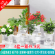 綠有意綠植盆栽多肉花卉盆栽植物室內(nèi)桌面水培綠植辦公室客廳植物懶人 6盆選擇】梔子花組合裝+肥