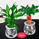 錦楓錦楓（jinfeng）辦公室水培綠植花卉盆栽玻璃花盆水培植物 進(jìn)寶【2盆】 含盆栽好