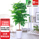 歐芽幸福樹(shù)大型盆栽 大樹(shù)樁小樹(shù)苗綠植物室內客廳 80-90cm幸福樹(shù) 不含盆