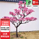 梅花紅梅樹(shù)苗盆栽地栽花卉綠梅樹(shù)樁耐寒庭院綠化植物冬天開(kāi)花樹(shù)苗 4CM粗130-160CM高（品種備注）宜花園 不含盆