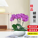 京云夢(mèng)蝴蝶蘭帶花苞盆栽秋冬蘭花苗年宵花四季花卉4支紫色鳥(niǎo)巢源頭直發(fā)