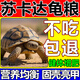 蘇卡達專(zhuān)用龜糧小幼成年陸龜糧赫曼豹紋輻射高鈣纖維顆粒寵物飼料 250g 1袋 【試吃裝】
