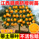 呆果丁江西贛南臍橙苗嫁接紐荷爾臍橙苗血橙南方北方種植果樹(shù)苗橙子樹(shù)苗 3年苗當年結果（帶土帶葉）死苗包賠